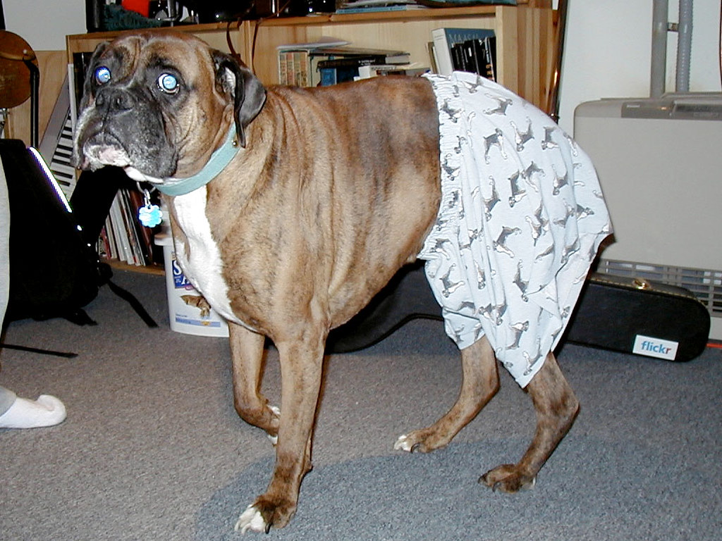 Boxer^3 The boxer, wearing boxer shorts with boxers on the… Flickr