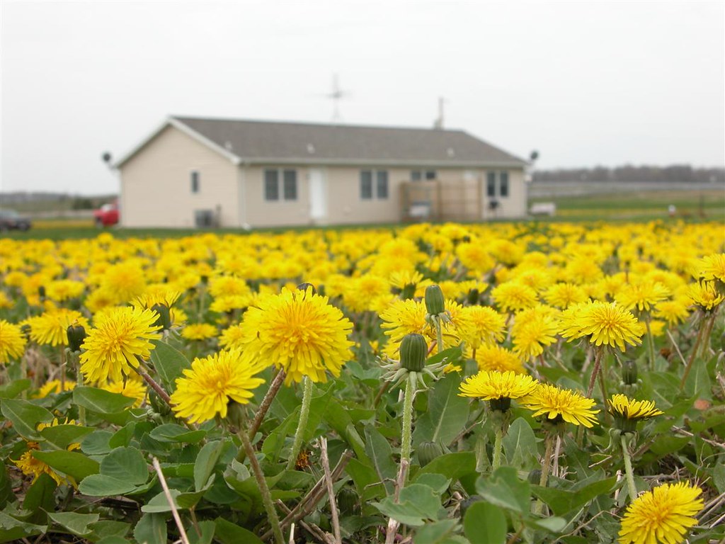 Dandelion 1 Picture of the house through the field of dand… Flickr