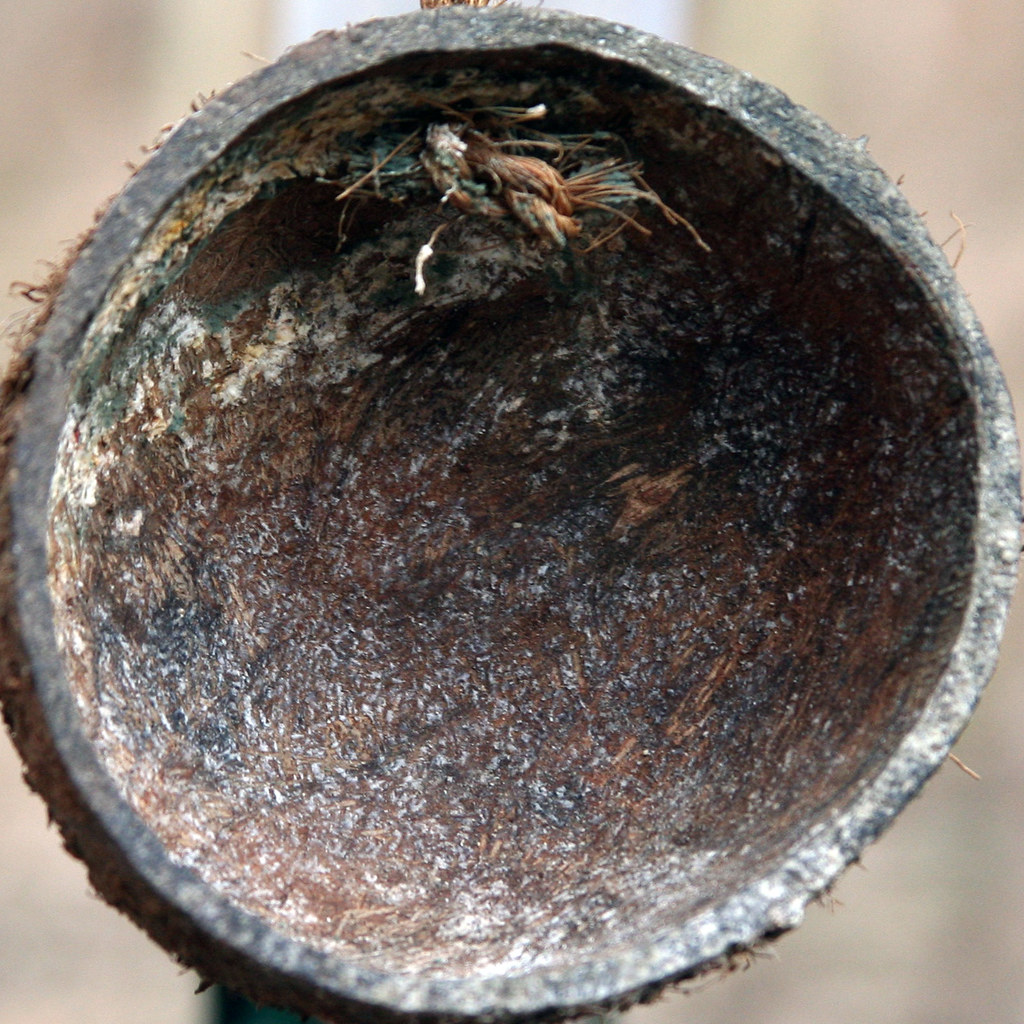 coconut shell Colney Woodland Burial Park Norwich, Norfolk… Flickr
