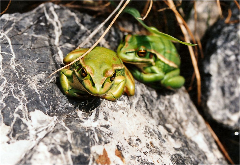And now something totally different.. A pair of frogs that… Flickr