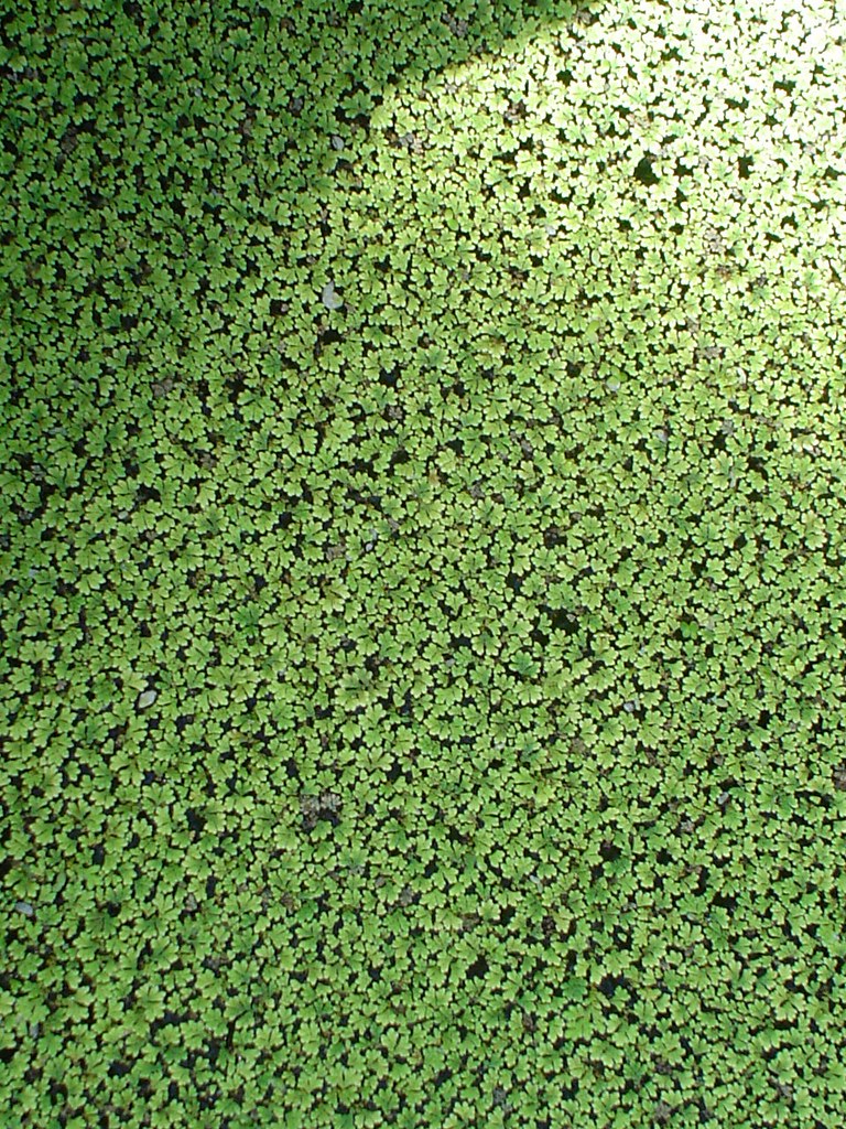 algae flowers love this green alisonia Flickr