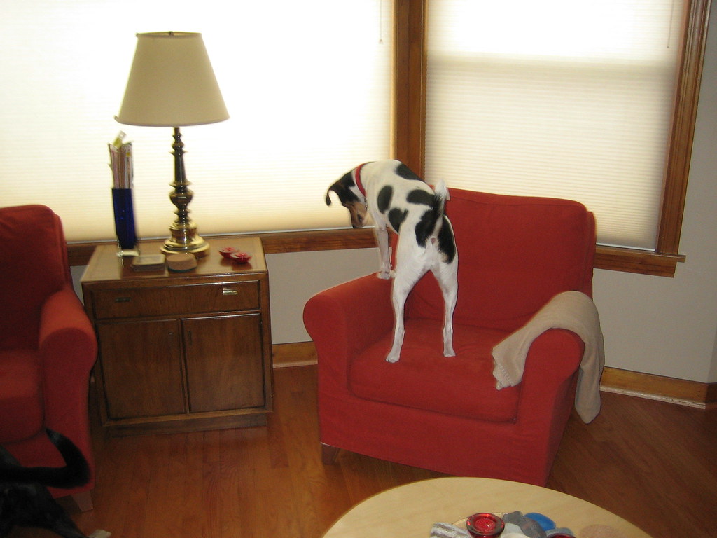 Dogs_roughhousing_March_2006_3 Looking for the cat, Fiona.… Flickr