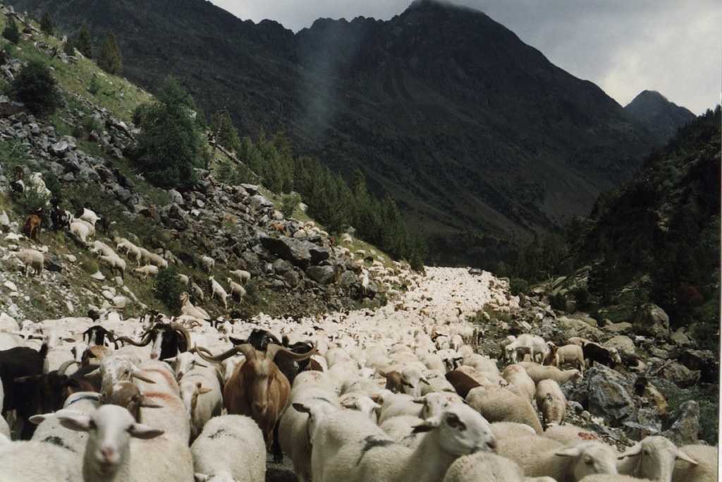trashumancia invasión! esto es una de las visiones mas f… Flickr