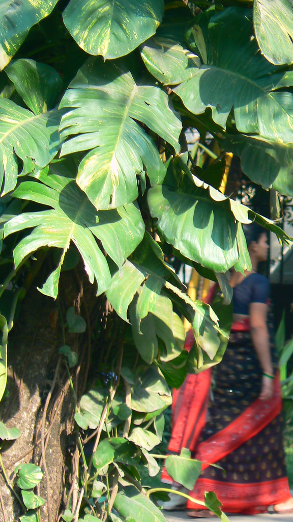 Money plant Common name Devil's Ivy, Golden Pothos, Centi… Flickr