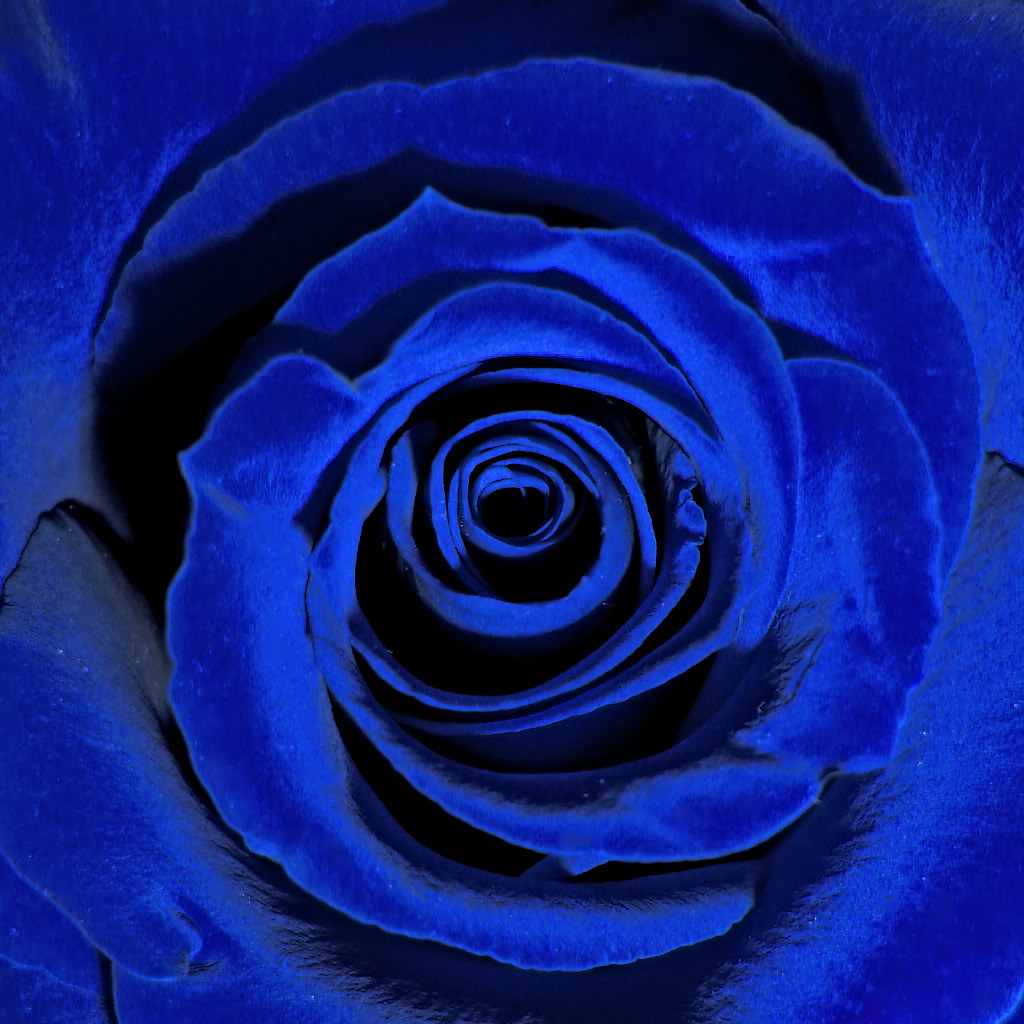 Blue roses... for a red lady? Tracy Byrnes Flickr