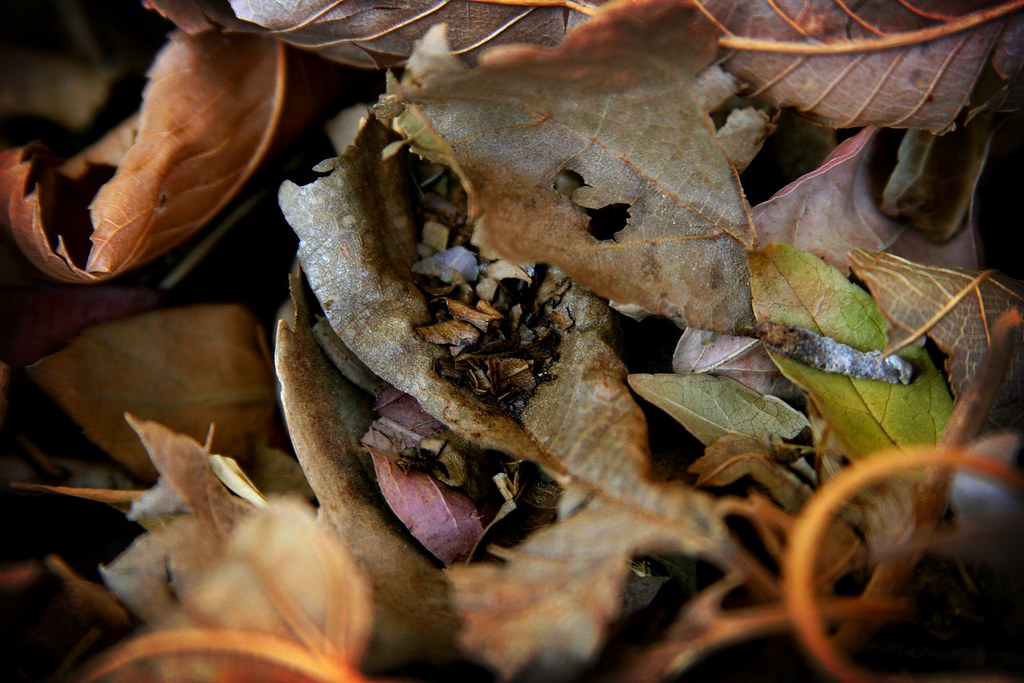 dead leaves in various stages of lovely