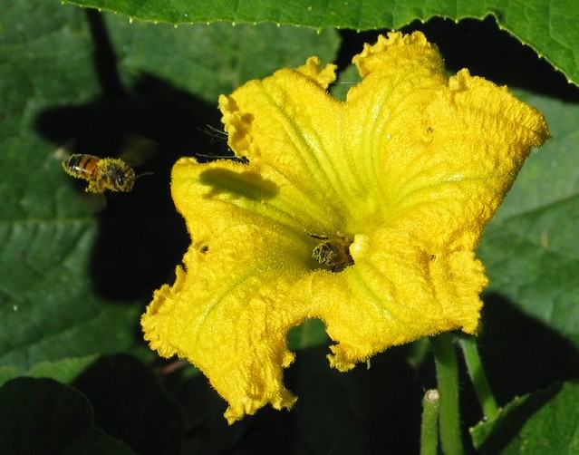 Bee and pumpkin flower Bee approaching pumpkin flower Flickr