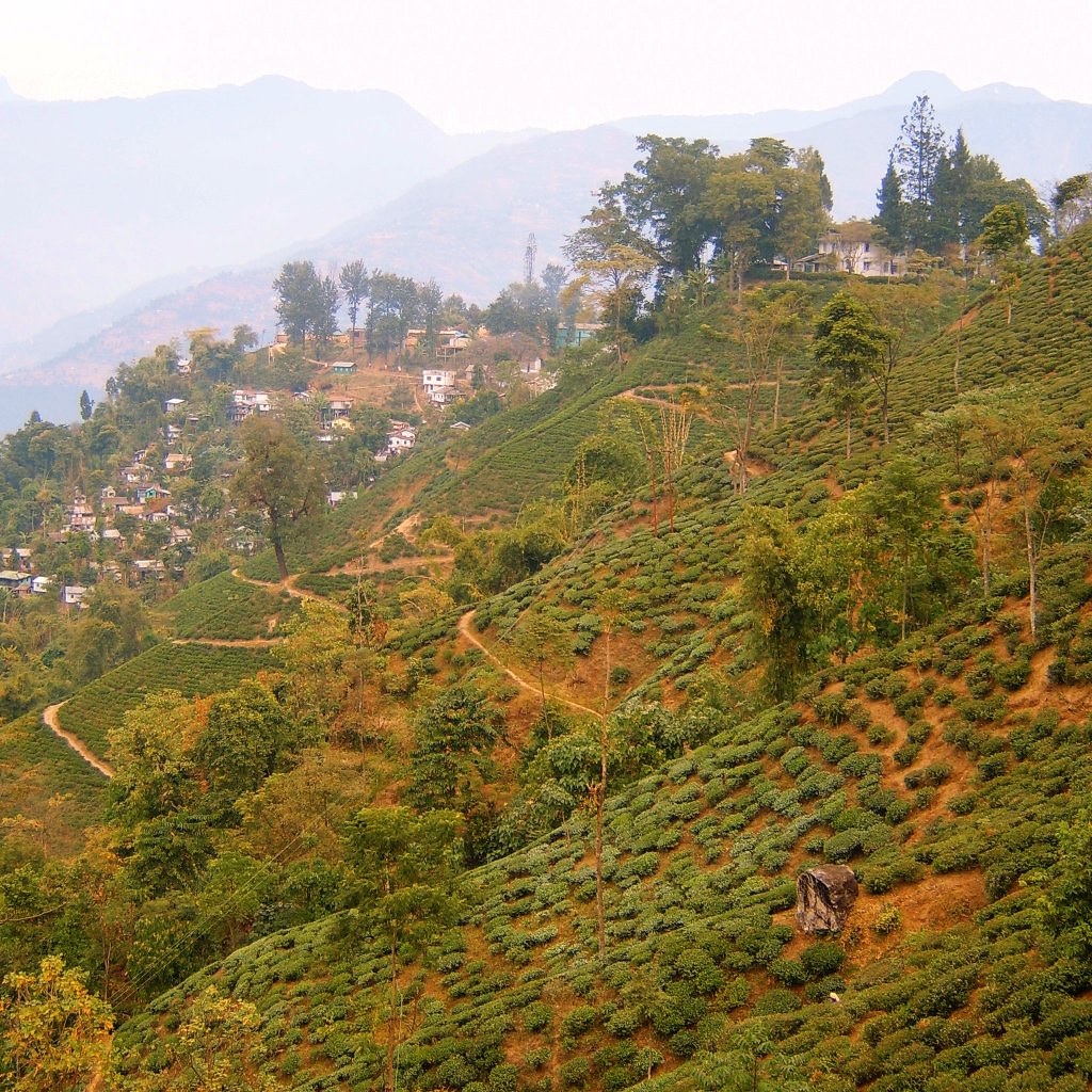 Tea View View from out in the tea garden. At the top there… Flickr
