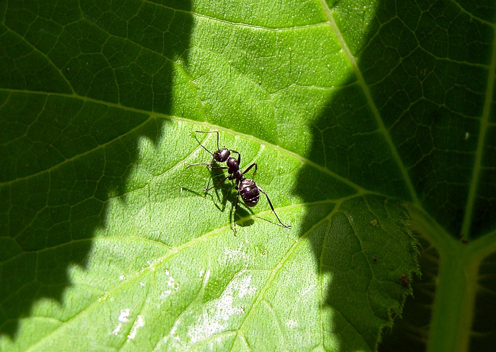 bug of the day Ant on a squash leaf in my vegetable garden… Flickr