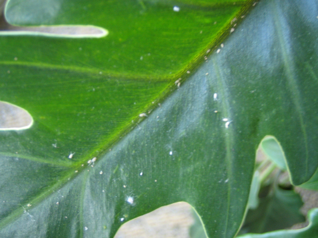 white mites Disgusting little fuzzy white mites. Jeremy Britton