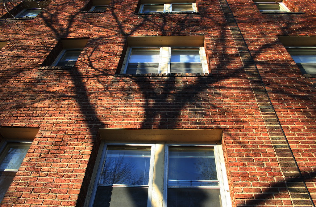 Treehouse Shadow No relation to the record store. Pepe Barbe Flickr