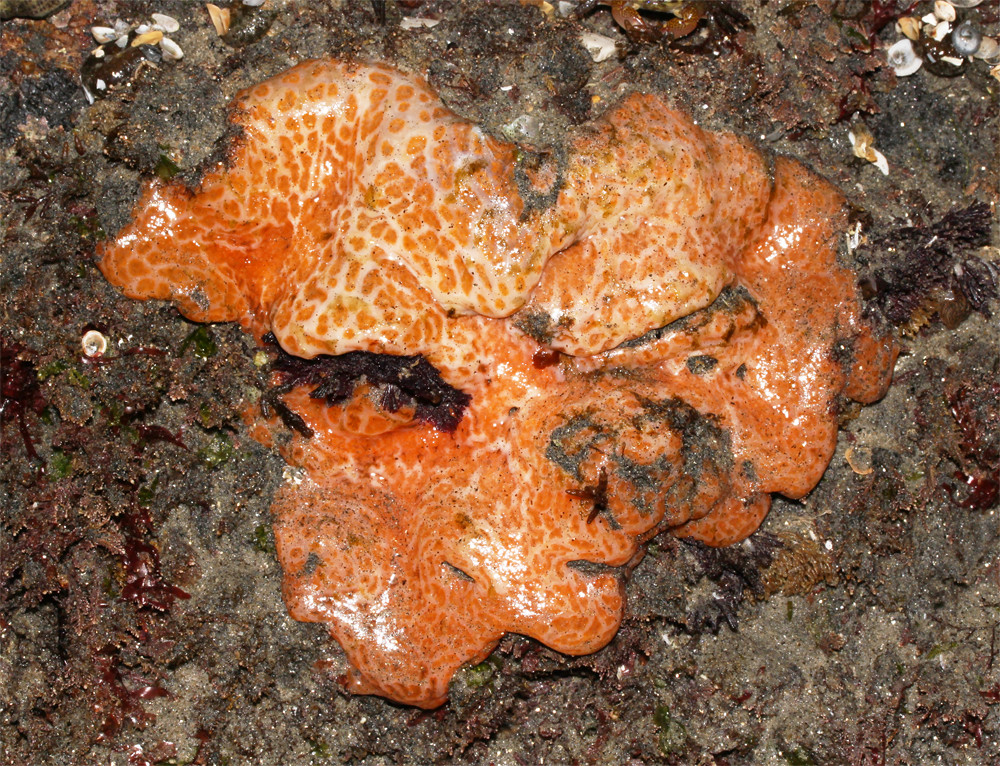 Aplidium sp. (possibly) Imperial Beach, California. June 1… Flickr