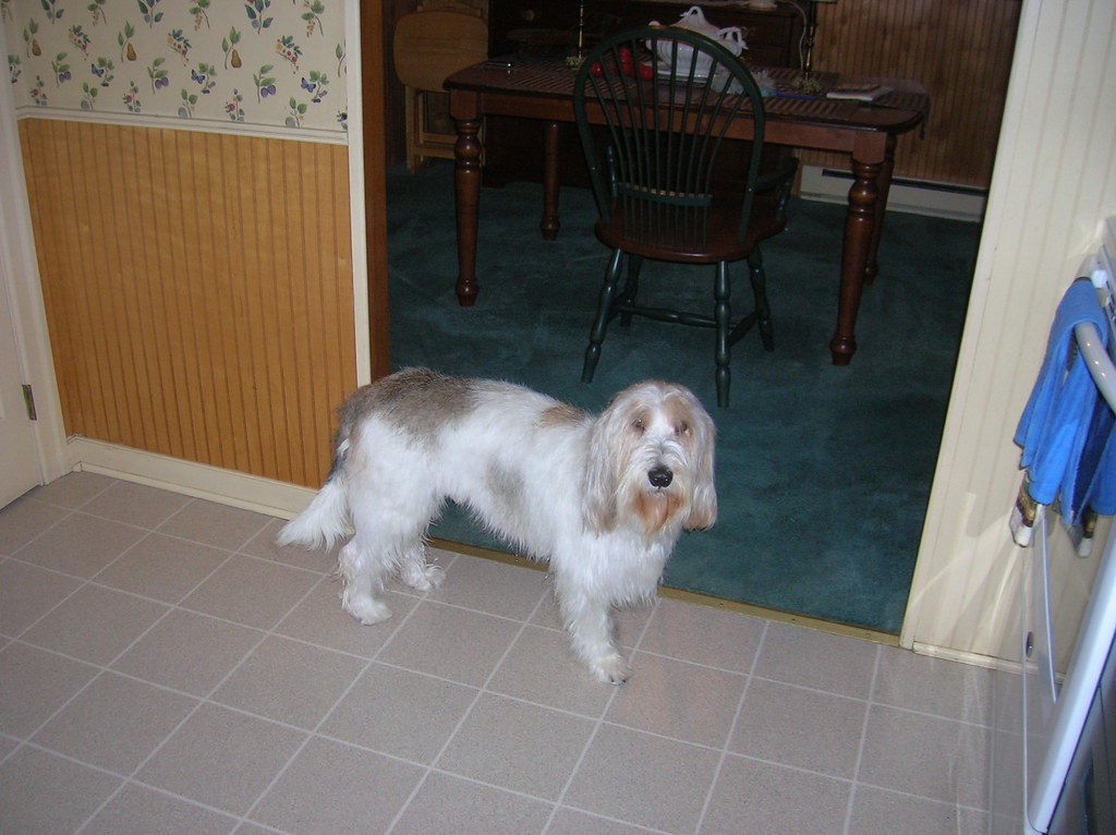 Pembroke Welsh Corgi Weight+Growth Chart 2022 - How Heavy Will My