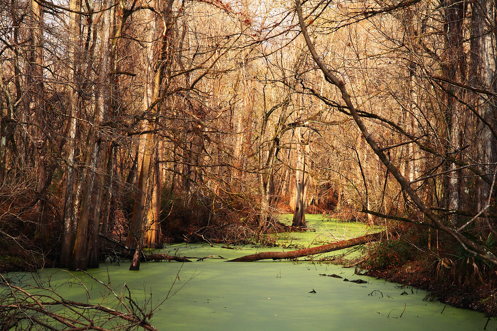 Indian Bayou recreation area In the Atchafalaya Basin, out… Flickr