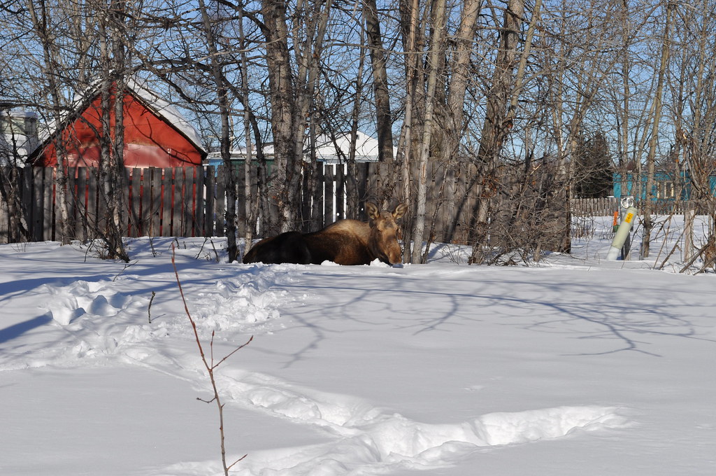 where does a moose sleep? where ever he feels like it Flickr