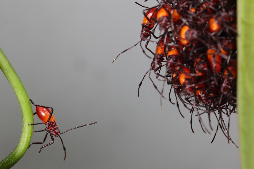 Baby Assassin Bug Separated From Siblings S/he eventually … Flickr