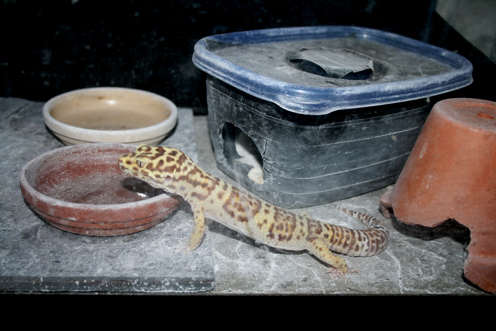 Mister Days 44 The first leopard gecko I ever got. Andrew
