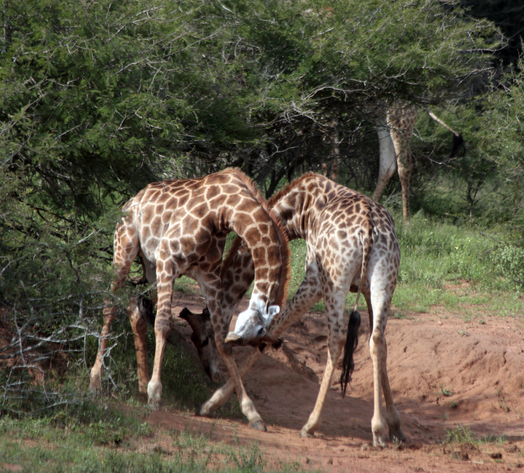 Giraffes sparing at Kruger National Park These giraffes (G… Flickr