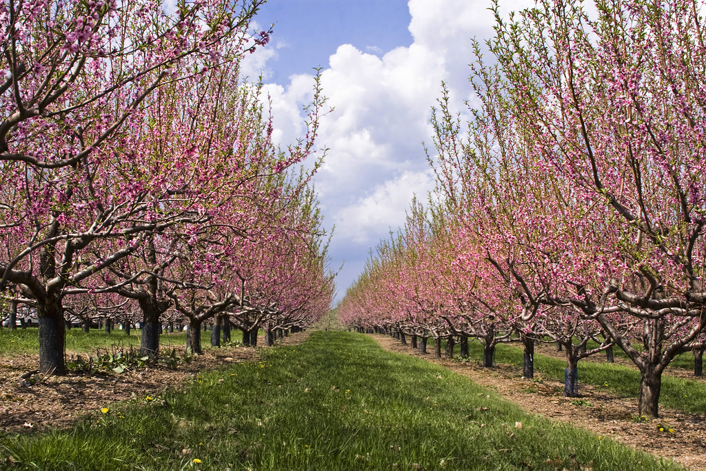 Nectarine Orchard What a wonderful time of year to live in… Flickr