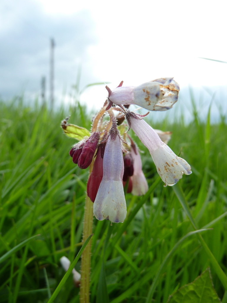 P1000975 ᚛Tilly Mint ᚜ Flickr