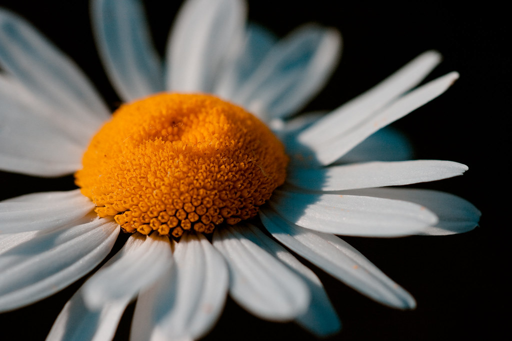 Another useless flower. Again! Canon 400D + Sigma 150mm f4… Flickr