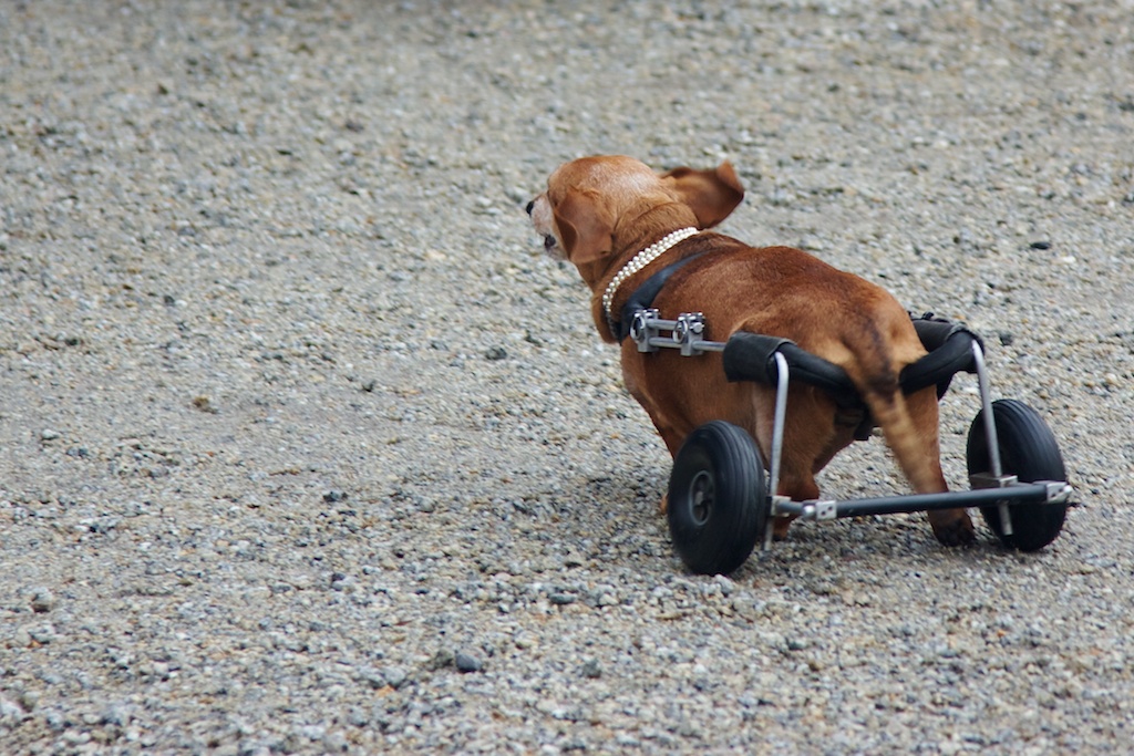 Sausage Dog on Wheels At the Dachshund UN. I'm guessing th… Flickr