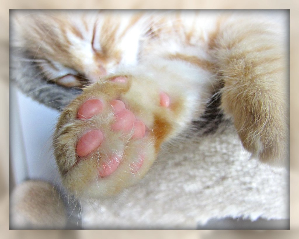 Perfect Pink Paw Pads A Kitten He's nothing much but fur A… Flickr