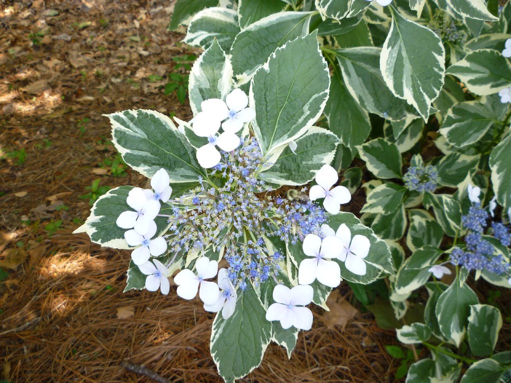 P1030298 Mariesii, a variegated leaf lacecap hydrangea John Krupsky