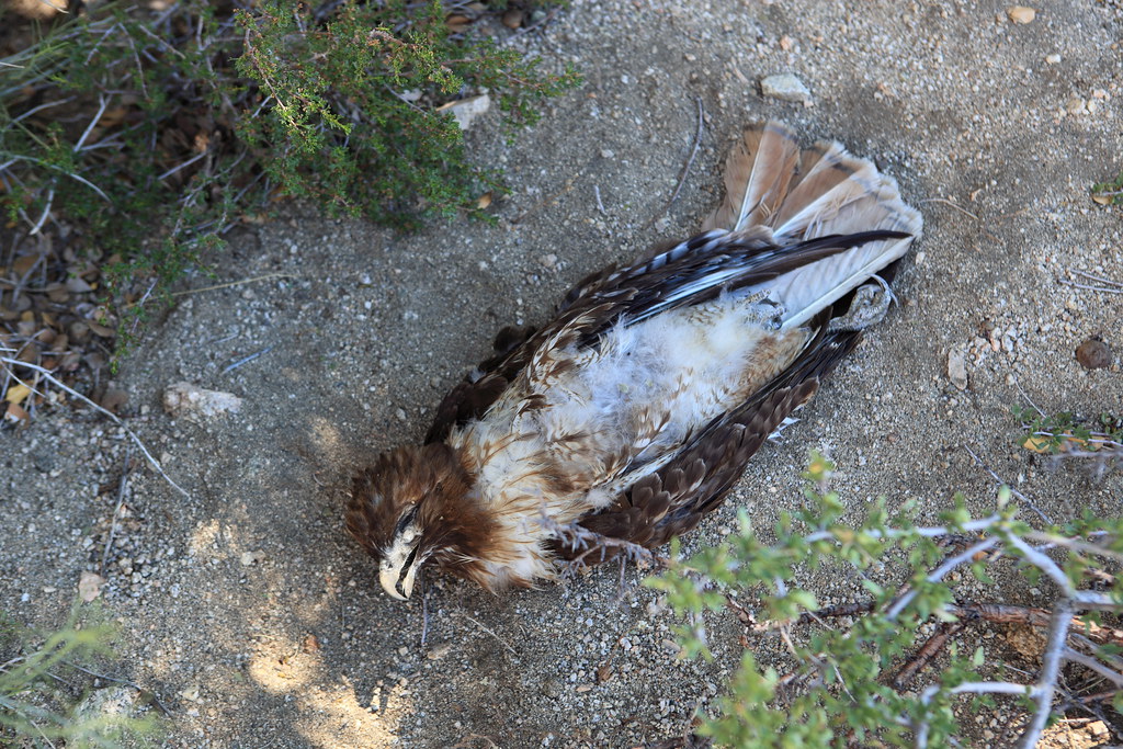 Dead Hawk Christopher Ryerson Flickr