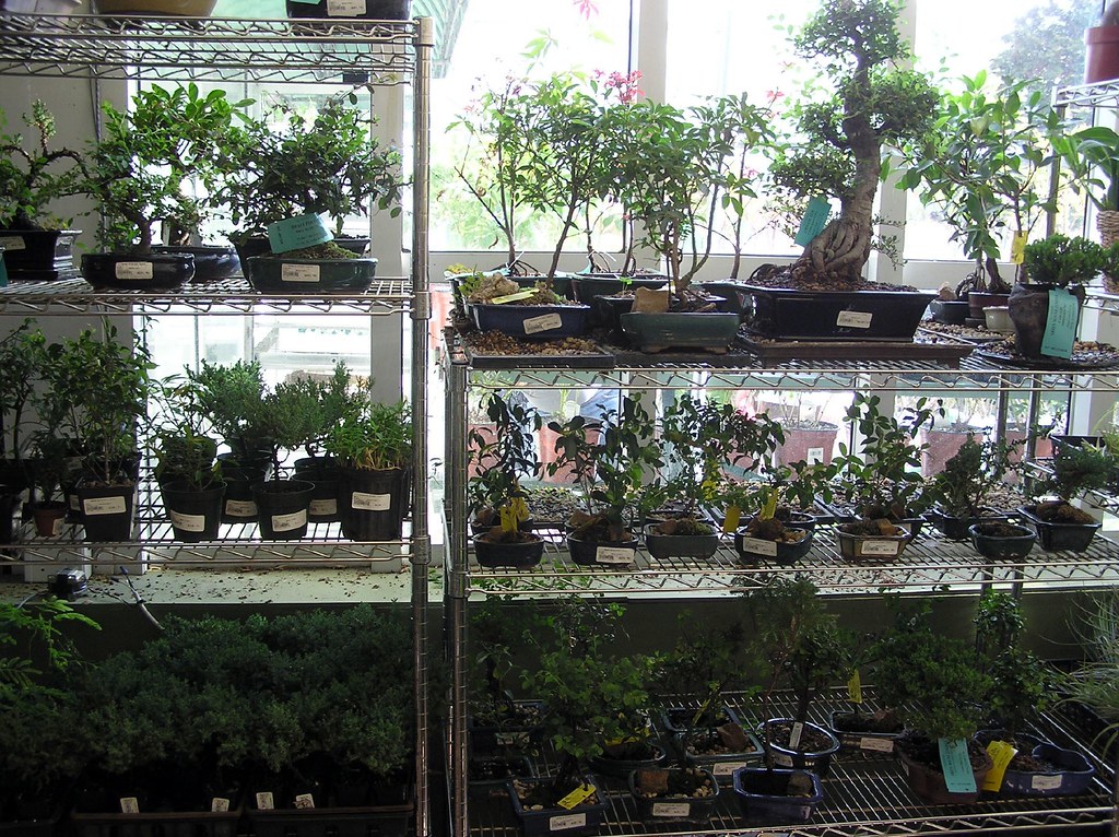 2006 415 NYC trip (69) Brooklyn Botanic Garden Bonsai for… Flickr