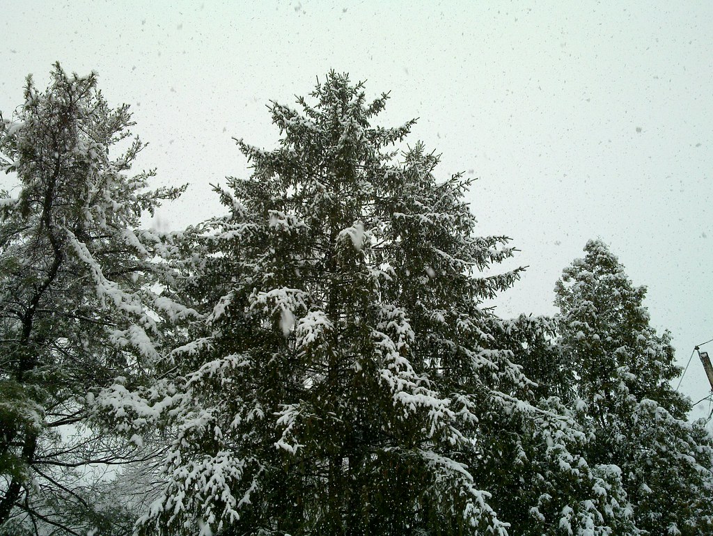 Evergreen tree An evergreen tree next to my house in the w… xnt14