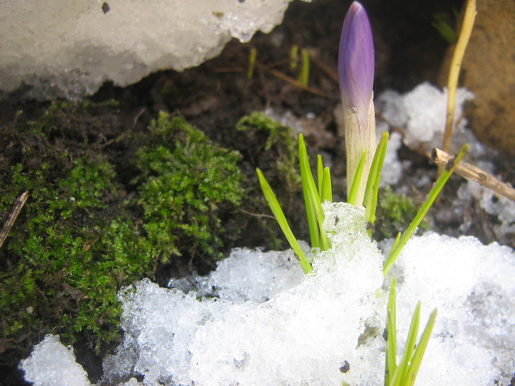 first flower This is the first flower springing up, even w… Flickr