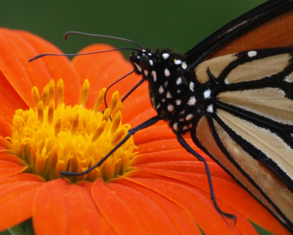 Monarch Butterfly on a Mexican Sunflower Monarch Butterfly… Flickr