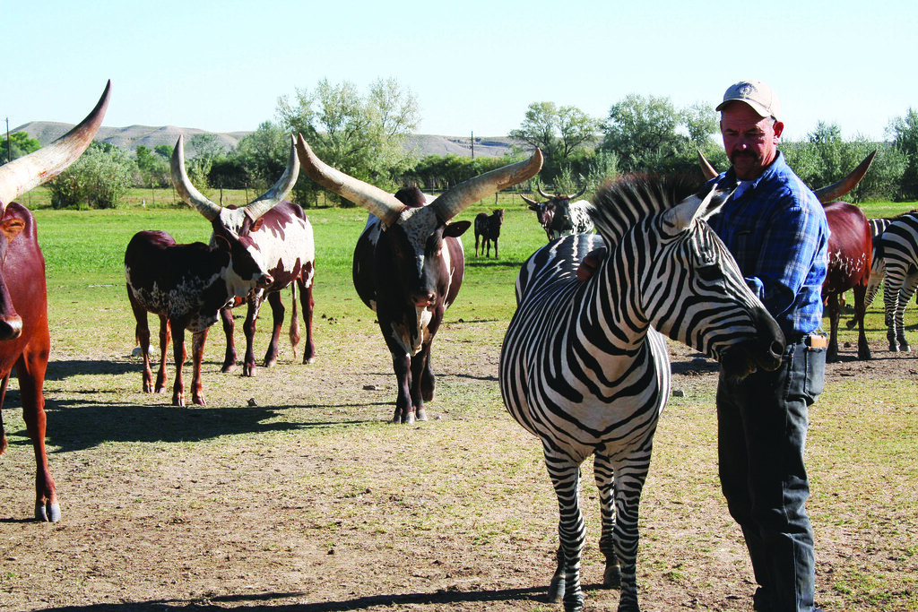 Zebra and Watusi cattle ranch in Emery County, Utah Flickr