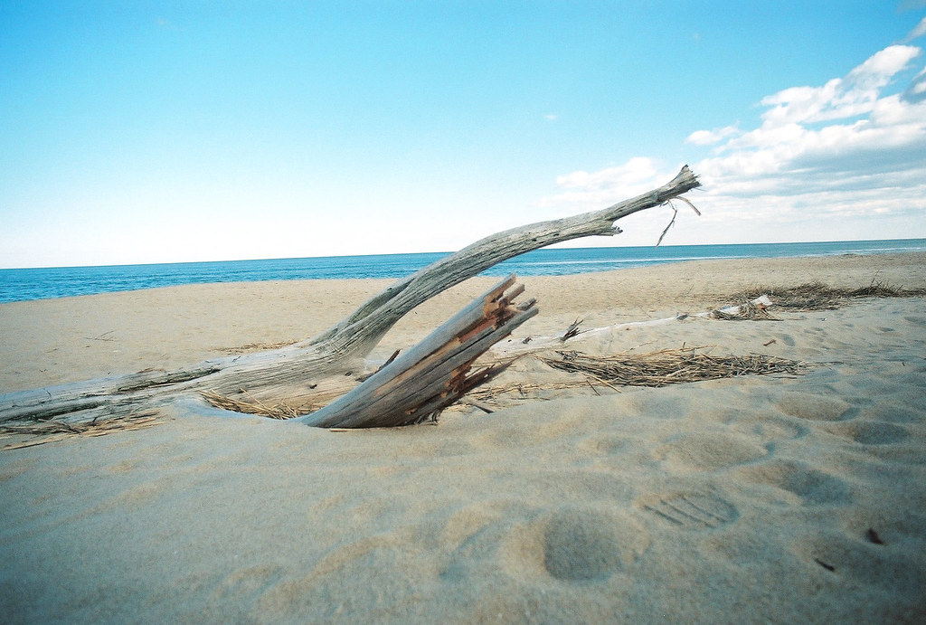 Va. BeachDriftwood 1a near Dam Neck, Virginia Beach, VA Flickr