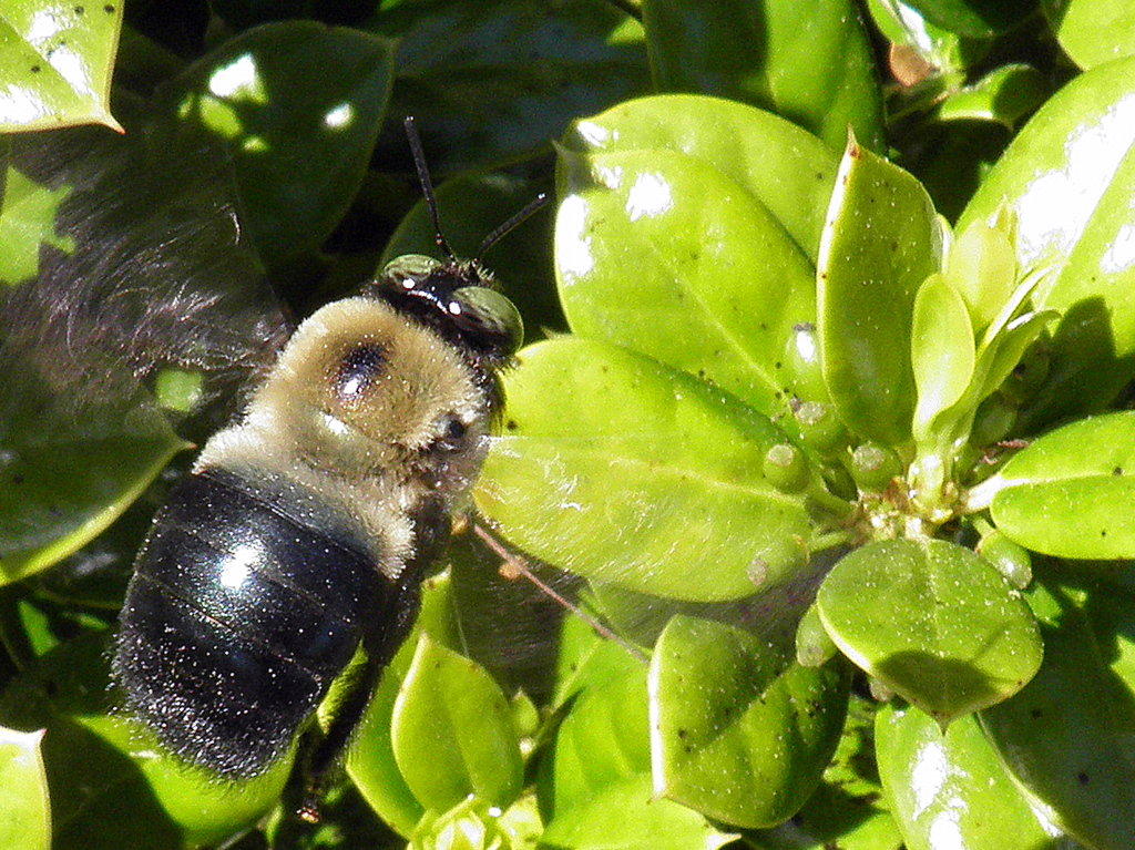 Carpenter Bee In Flight Carpenter bees overwinter as adult… Flickr