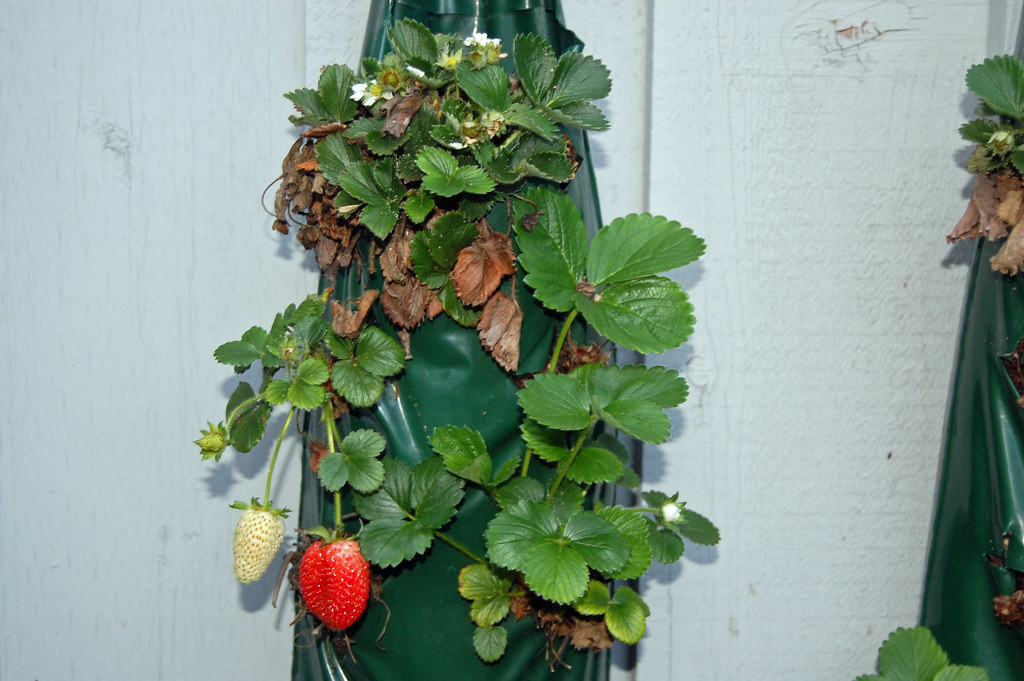Container Garden 2010 Hanging strawberry bags Flickr