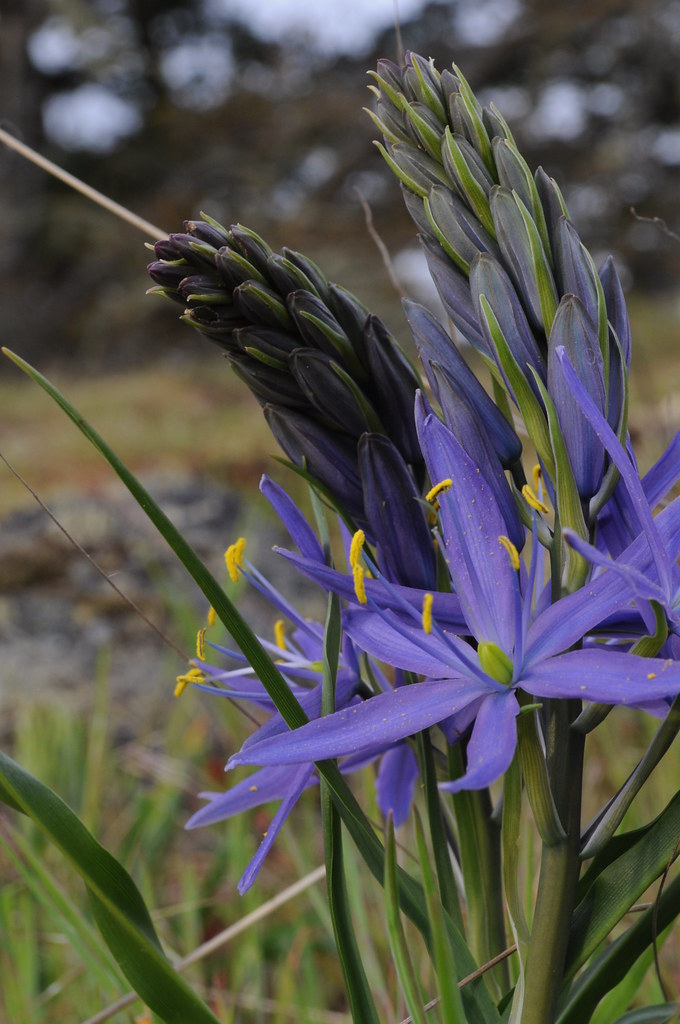 Camas Common Camas, Camassia quamash. Jonathan Hover Flickr
