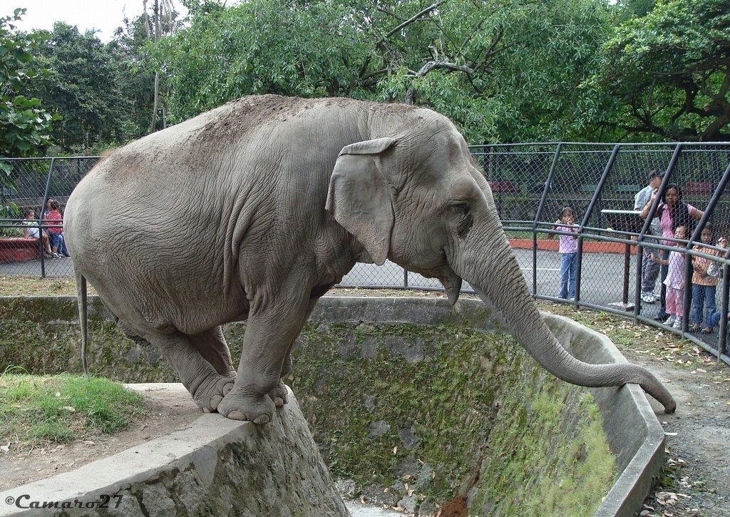 Parque Zoologico Nacional de El Salvador La Elefante manyu… Flickr