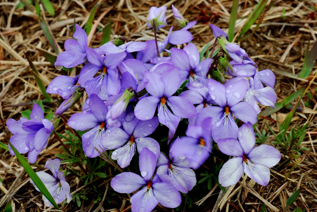 Bird'sfoot Violet (Viola pedata) Spring Green Preserve Wi… Flickr