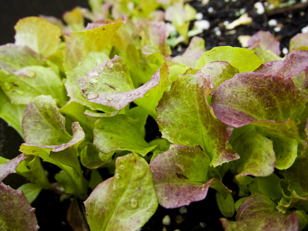 baby lettuce Jess Flickr