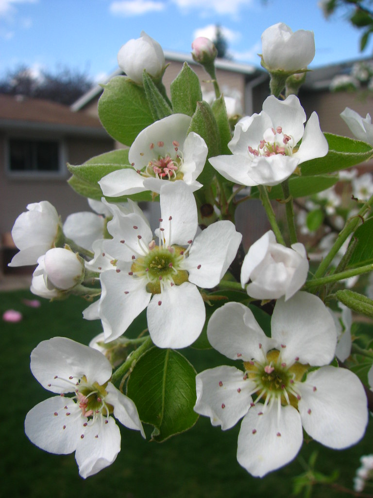 Pear Blossoms They smell like deep fried halibut. deadlybreakfast