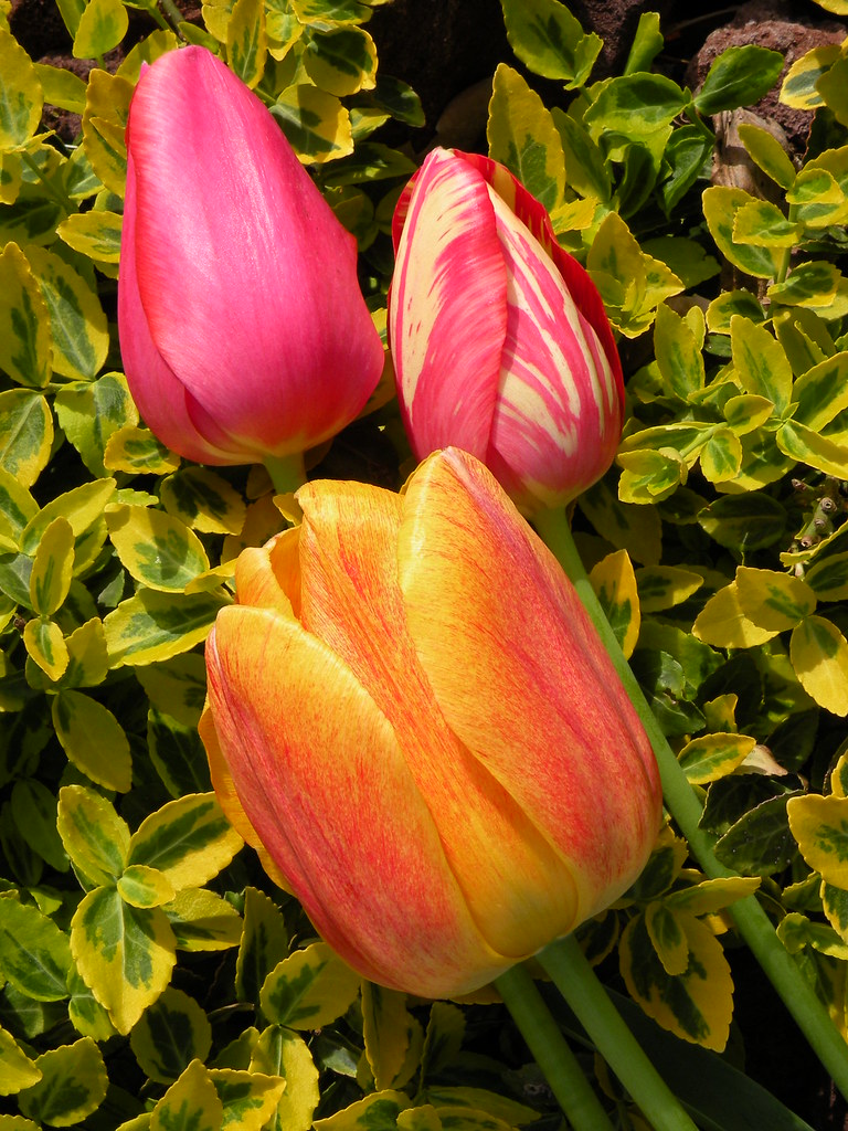 Tulip trio Kristine Freyer Flickr