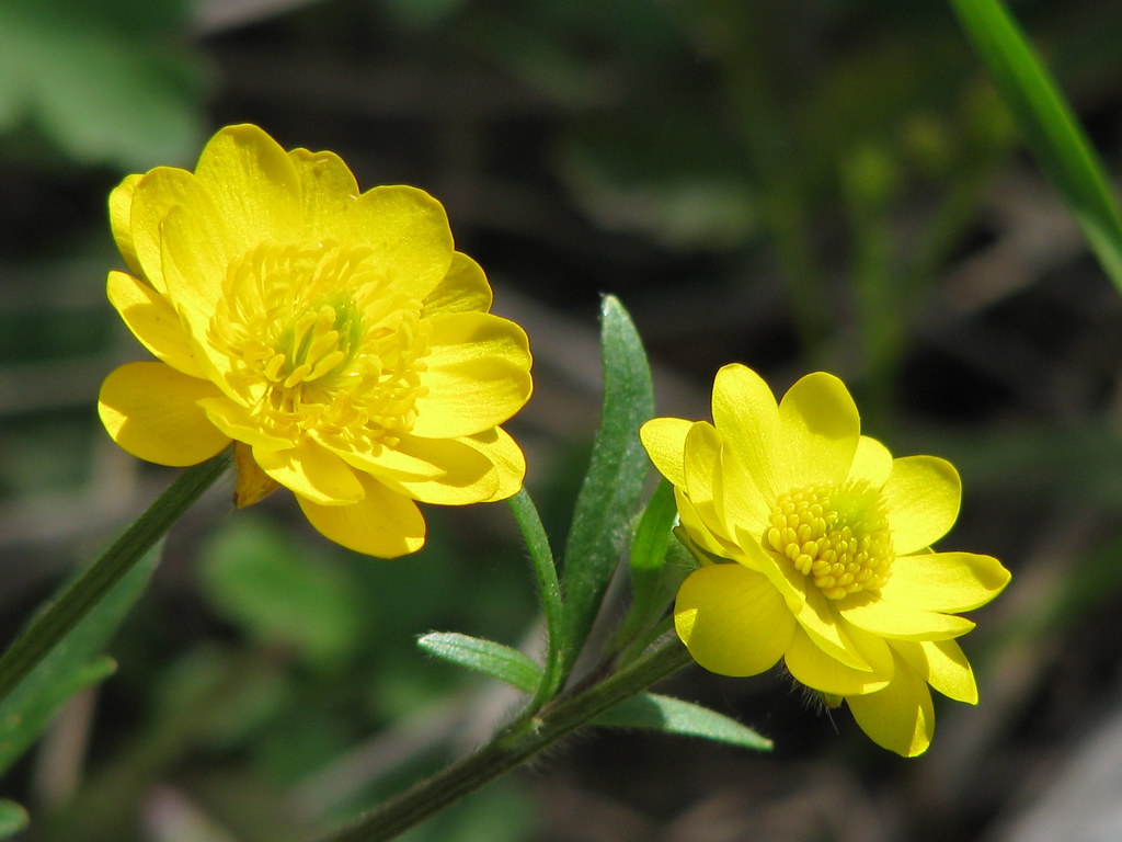 Picture A Day June 29, 2010 Large Buttercup (Ranunculus … Flickr