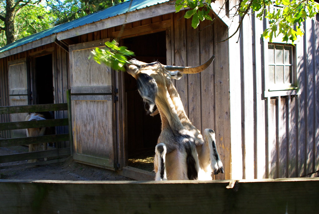 Popcorn Park100516 1330 Popcorn Park Zoo, Forked River, … Flickr