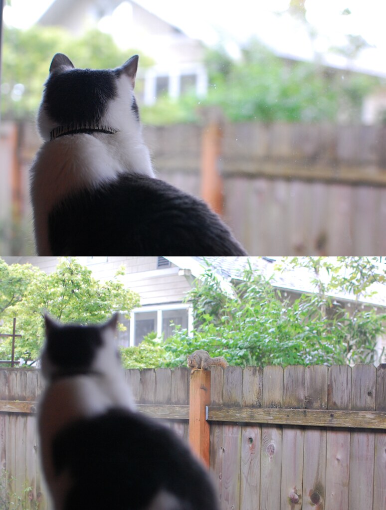 Cat vs. Squirrel Neven Mrgan Flickr