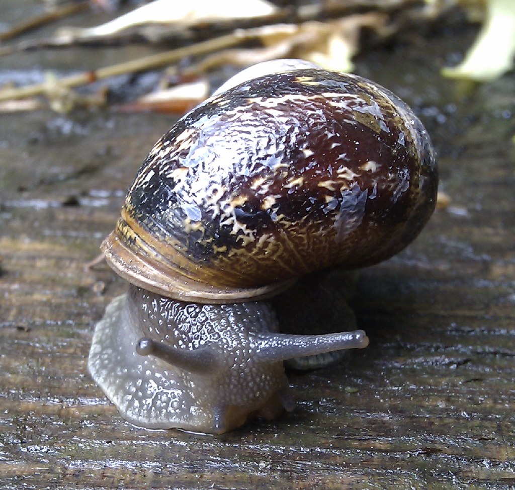 Helix aspersa snail choco Flickr
