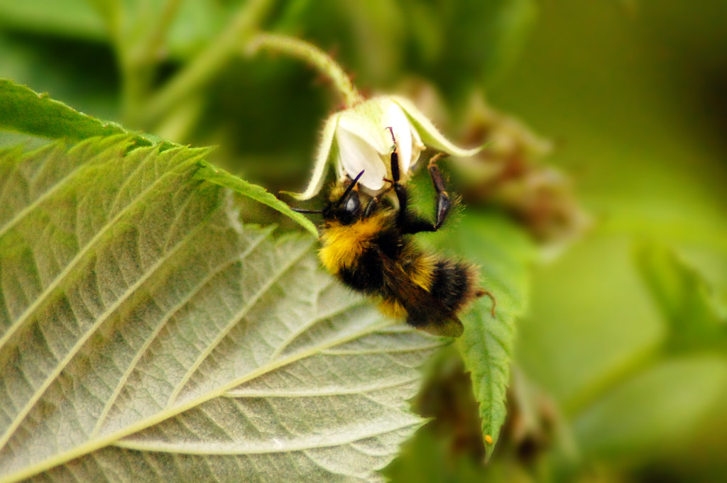 Bee on raspberry bush Jon Mulkeen Flickr