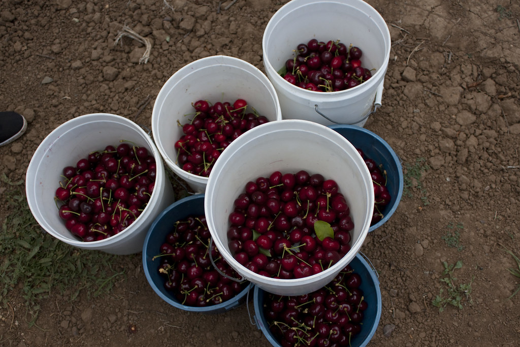 Cherry Picking Cherry Picking (June 10, 2010) Allan Chatto Flickr