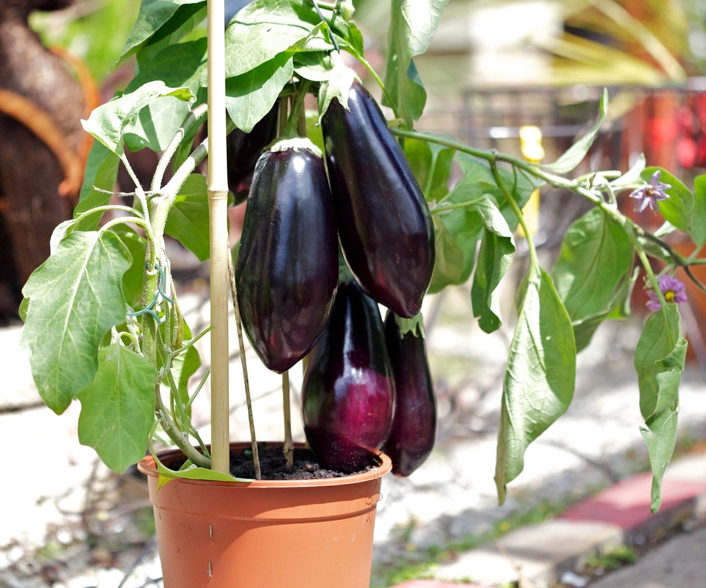 Phwoar Eggplants are great. So are aubergines. I had no id… Flickr